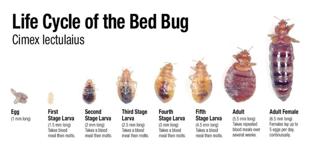 How to Get Rid of Bedbugs FAST the Easy&nbsp;Way