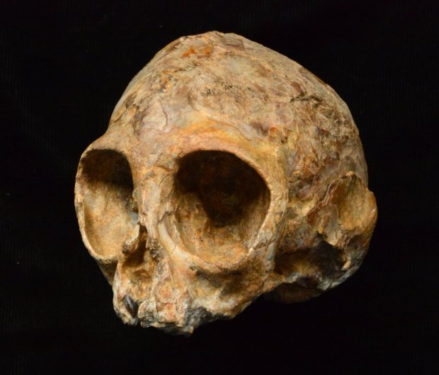 Bay Area Scientist Discovers Ancient African&nbsp;Skull