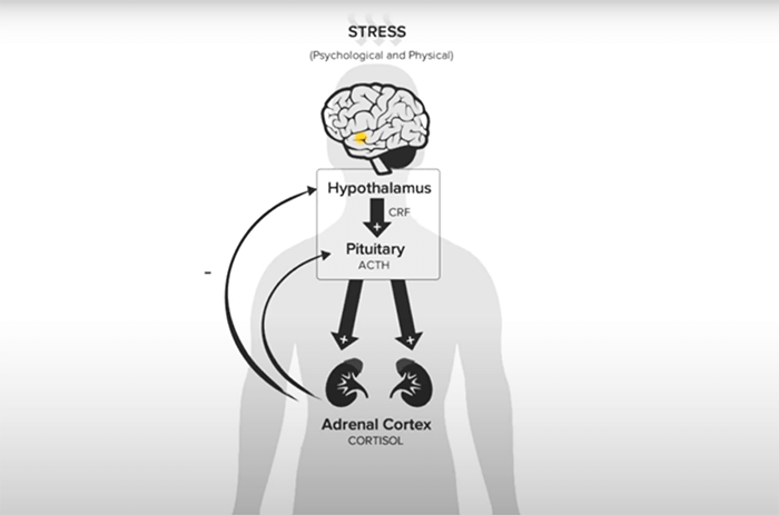 Dealing With Stress and Anxiety as an Adult&nbsp;(VIDEO)